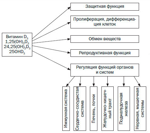 Роль витамина д в организме человека