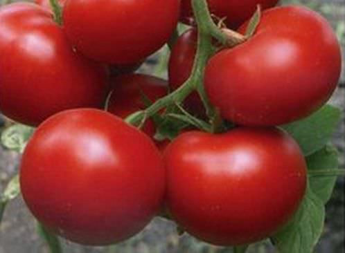 Российский сорт томата катюша