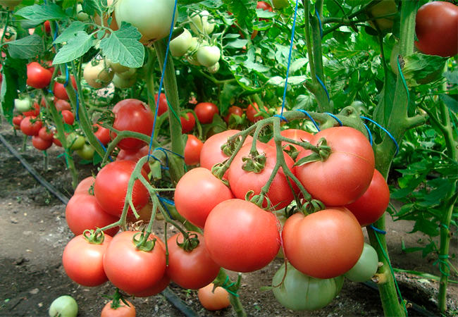 Розовые помидоры: описание наиболее урожайных сортов
