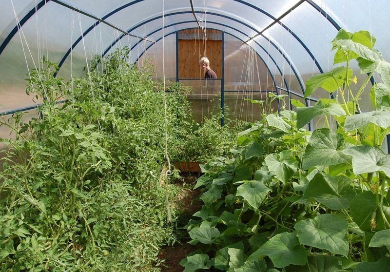 С чем рядом можно сажать помидоры