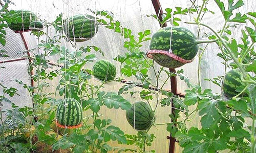 С помощью чего и как подвязать арбузы в теплице