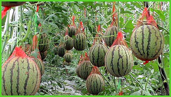 С помощью чего и как подвязать арбузы в теплице