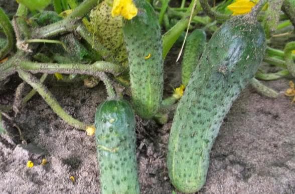 Самоопыляемые огурцы герман: выращивание в теплице