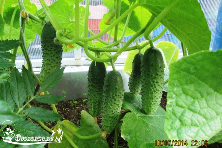 Самоопыляемые огурцы герман: выращивание в теплице