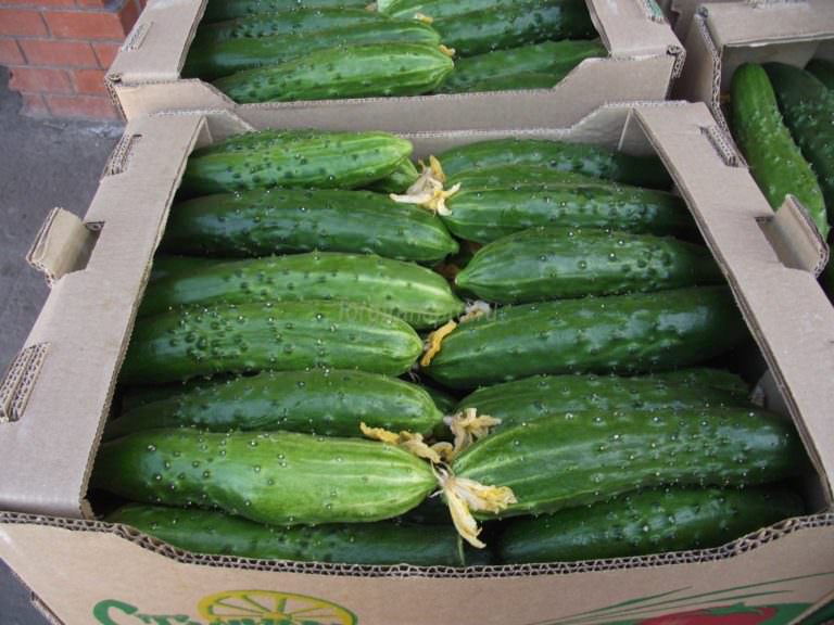 Самоопыляемые огурцы герман: выращивание в теплице