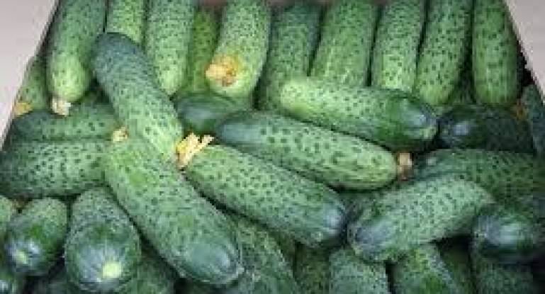 Самоопыляемые огурцы герман: выращивание в теплице