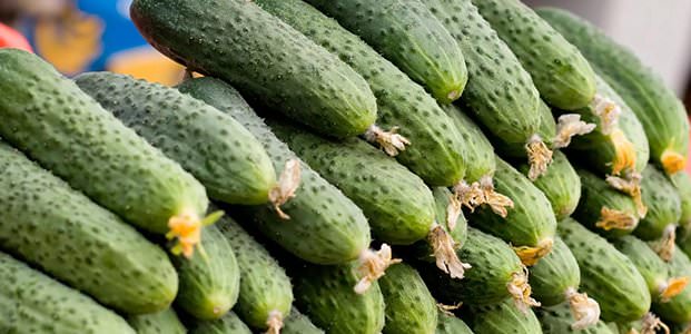 Самые лучшие и урожайные сорта огурцов для теплиц и открытого грунта