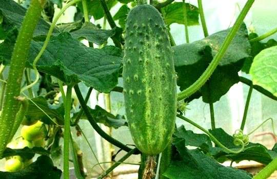 Самые лучшие и урожайные сорта огурцов для теплиц и открытого грунта