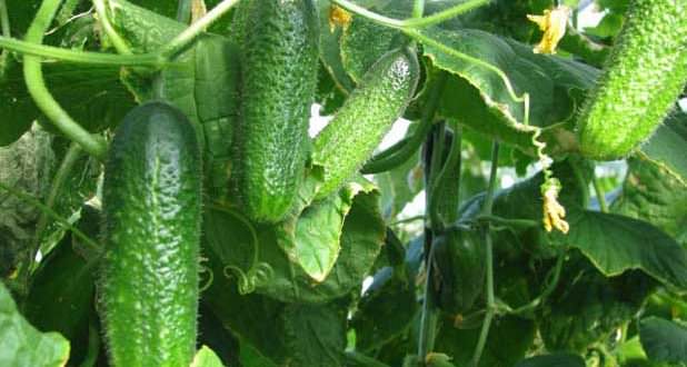 Самые лучшие и урожайные сорта огурцов для теплиц и открытого грунта