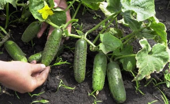 Самые лучшие и урожайные сорта огурцов для теплиц и открытого грунта