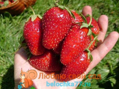 Самые популярные сорта клубники