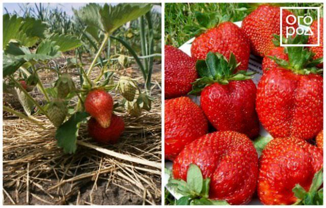 Самые популярные сорта клубники