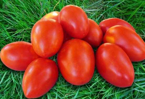 Самые вкусные и урожайные помидоры низкорослых сортов
