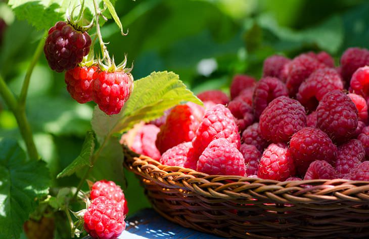 Секреты богатого урожая малины