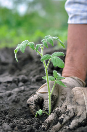 Секреты огородников: как использовать черный хлеб в качестве подкормки для помидоров