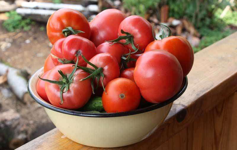 Секреты огородников: как использовать черный хлеб в качестве подкормки для помидоров