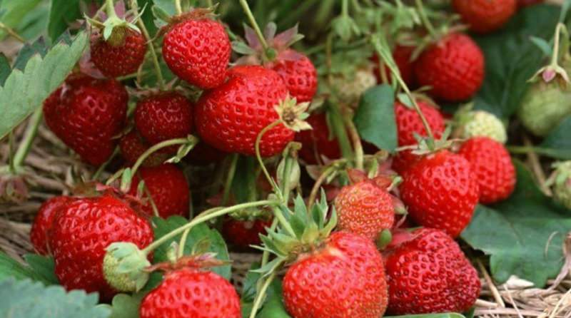 Секреты садовода: как увеличить урожай клубники