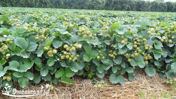 Секреты садовода: как увеличить урожай клубники