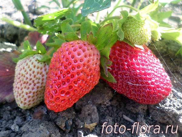 Секреты садовода: как увеличить урожай клубники