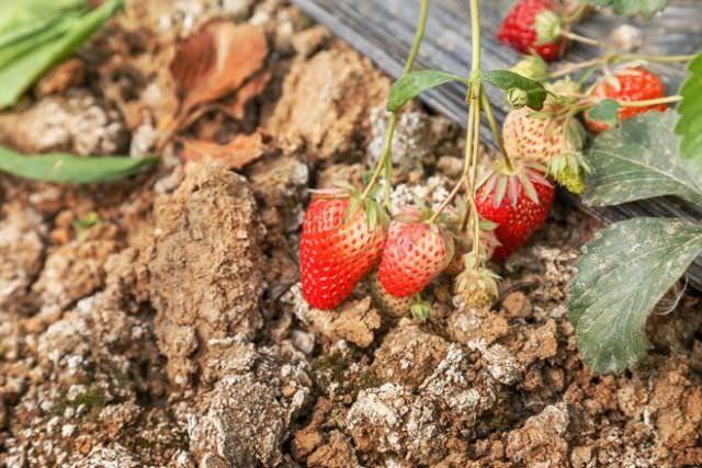 Секреты садовода: как увеличить урожай клубники