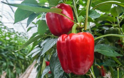 Секреты тепличного выращивания перца