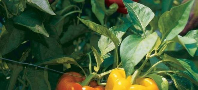 Секреты тепличного выращивания перца