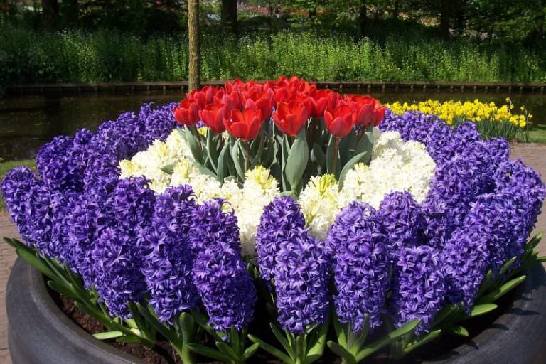 Семена гиацинта: как выглядят и когда собирать?