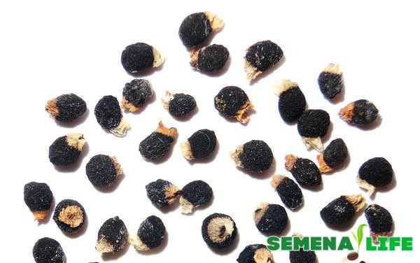 Семена гиацинта: как выглядят и когда собирать?