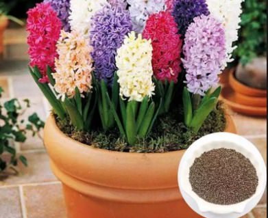 Семена гиацинта: как выглядят и когда собирать?