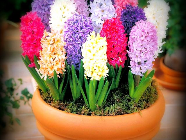 Семена гиацинта: как выглядят и когда собирать?