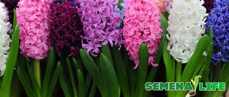 Семена гиацинта: как выглядят и когда собирать?