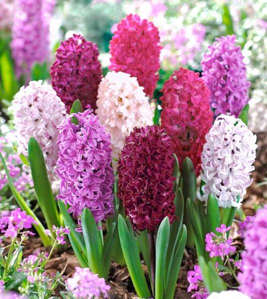 Семена гиацинта: как выглядят и когда собирать?