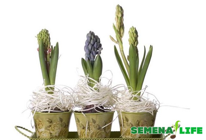 Семена гиацинта: как выглядят и когда собирать?