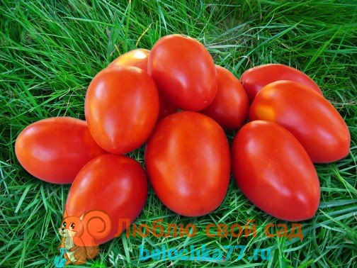 Семена помидоров: лучшие и урожайные сорта для открытого грунта