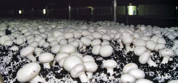 Шампиньоны и вешенки: оборудование для выращивания и особенности разведения