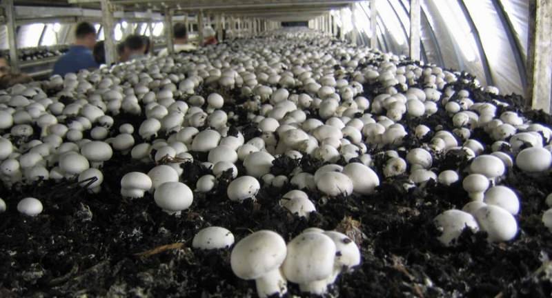 Шампиньоны и вешенки: оборудование для выращивания и особенности разведения