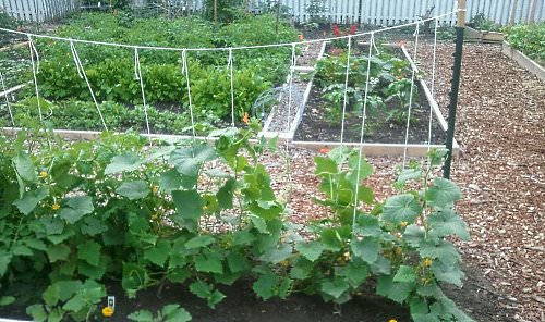 Шпалера для огурцов: характеристика видов и технология шпалерного выращивания