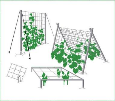 Шпалера для огурцов: характеристика видов и технология шпалерного выращивания