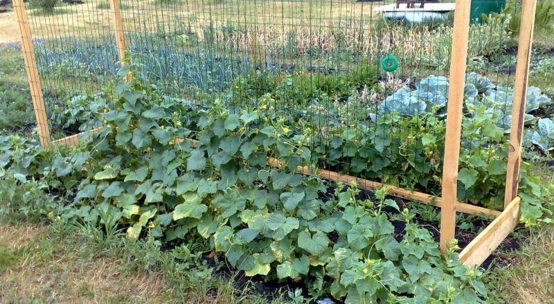 Шпалера для огурцов: характеристика видов и технология шпалерного выращивания