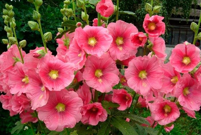 Шток-роза (мальва): выращивание, уход и лекарственные свойства