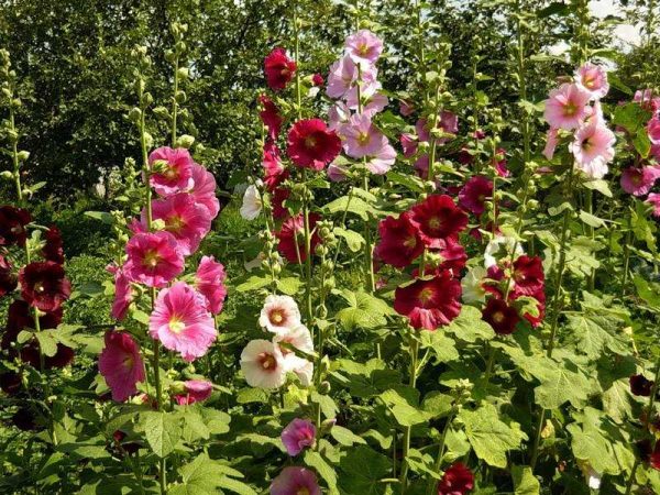 Шток-роза (мальва): выращивание, уход и лекарственные свойства