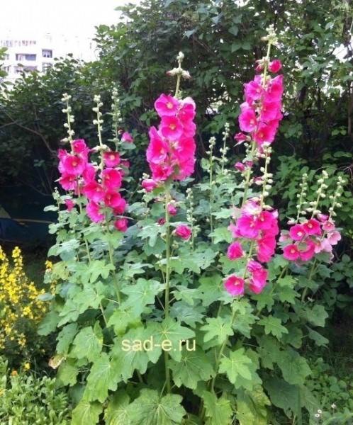 Шток-роза (мальва): выращивание, уход и лекарственные свойства