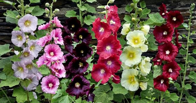 Шток-роза (мальва): выращивание, уход и лекарственные свойства