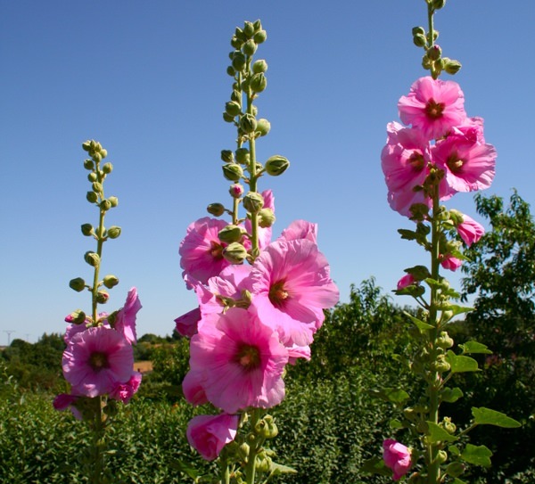 Шток-роза (мальва): выращивание, уход и лекарственные свойства