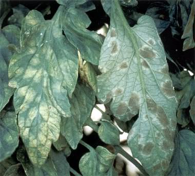 Симптомы и лечение кладоспориоза у томатов