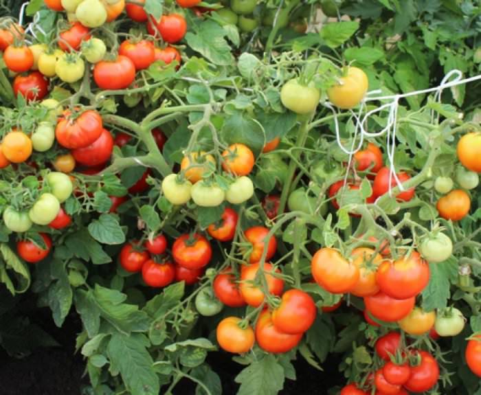 Симптомы и лечение кладоспориоза у томатов