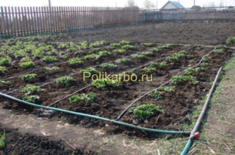 Система капельного полива синьор помидор