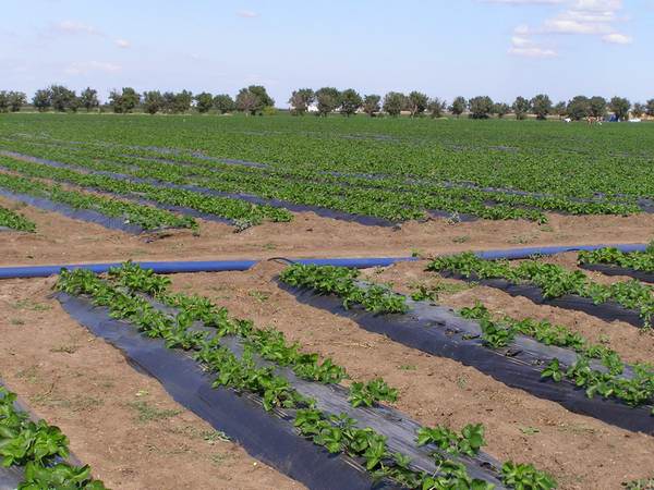 Системы орошения: видовое разнообразие и особенности самостоятельного монтажа