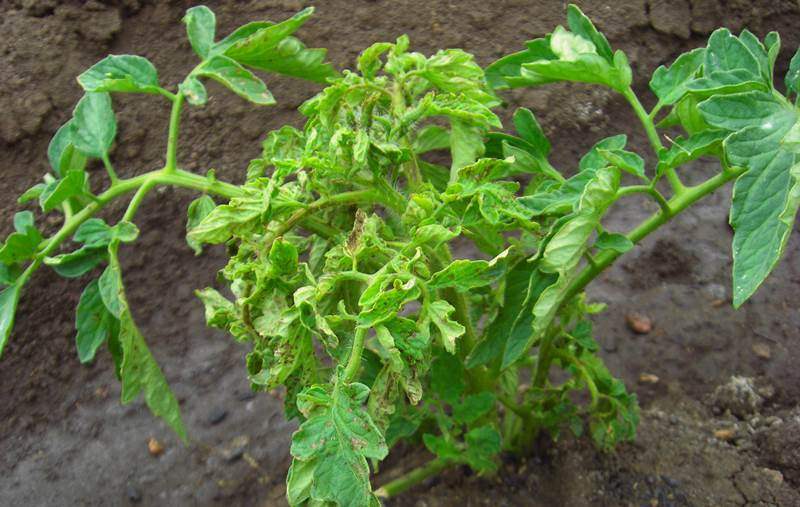 Скручиваются листья у помидоров в теплице: почему это происходит и что делать