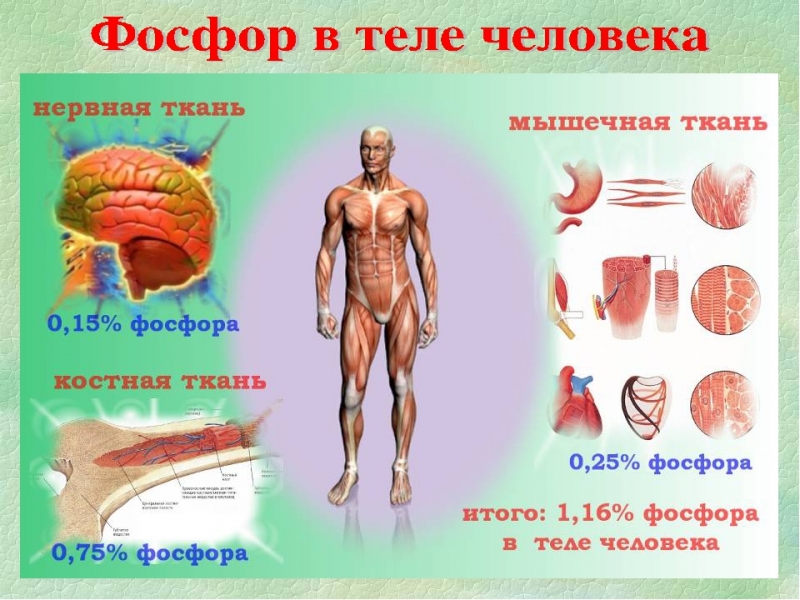 Содержание фосфора в организме человека